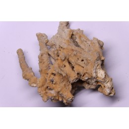 Petrified plants, TRAVERTIN:  Branches, Twigs, Mosses - Middle Jurassic - Parmilieu, FRANCE