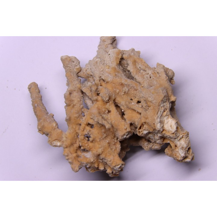 Végétaux petrifiés, TRAVERTIN:  Branches, Brindilles, Mousses - Jurassique moyen - Parmilieu, FRANCE