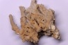 Végétaux petrifiés, TRAVERTIN: Branches, Brindilles, Mousses - Jurassique moyen - Parmilieu, FRANCE