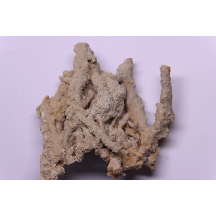 Petrified plants, TRAVERTIN:  Branches, Twigs, Mosses - Middle Jurassic - Parmilieu, FRANCE