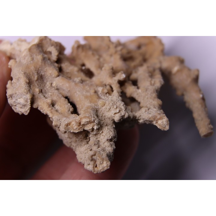 Végétaux petrifiés, TRAVERTIN:  Branches, Brindilles, Mousses - Jurassique moyen - Parmilieu, FRANCE