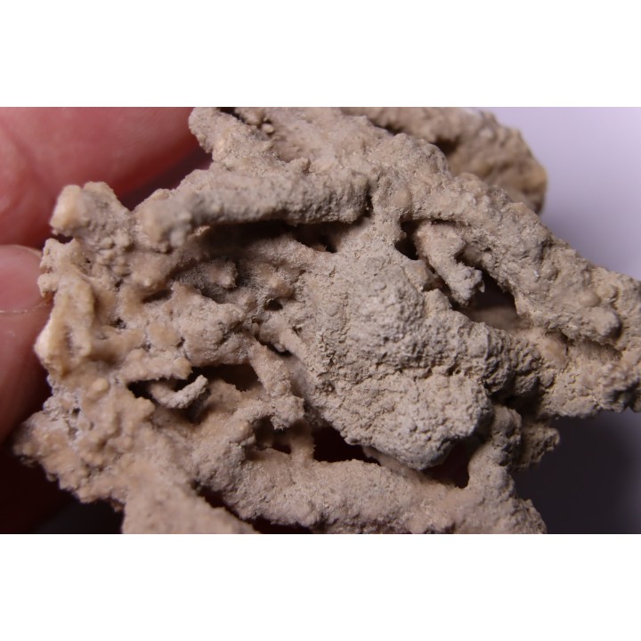 Végétaux petrifiés, TRAVERTIN:  Branches, Brindilles, Mousses - Jurassique moyen - Parmilieu, FRANCE