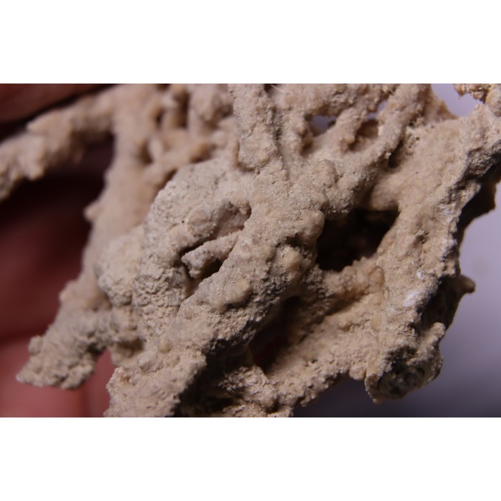 Végétaux petrifiés, TRAVERTIN:  Branches, Brindilles, Mousses - Jurassique moyen - Parmilieu, FRANCE
