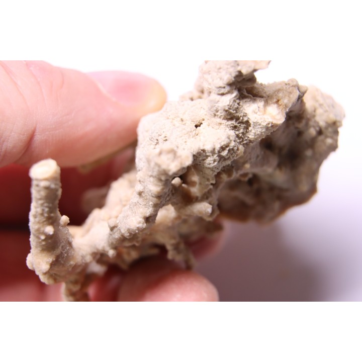 Végétaux petrifiés, TRAVERTIN:  Branches, Brindilles, Mousses - Jurassique moyen - Parmilieu, FRANCE