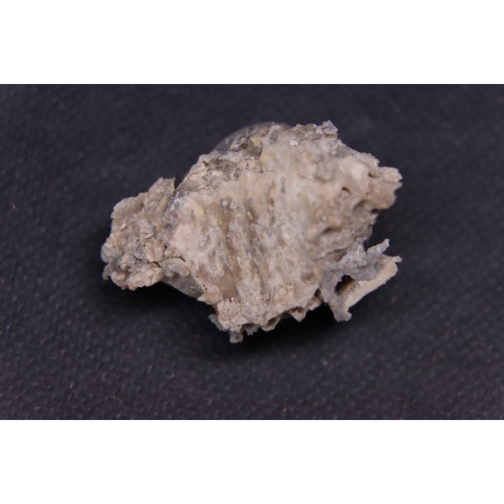 BRACHIOPODE  STENOCISMA RENODE  Permien  Word Formation  Glass Mountains, Texas, USA