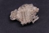 BRACHIOPODE STENOCISMA RENODE Permian Word Formation Glass Mountains, Texas, USA