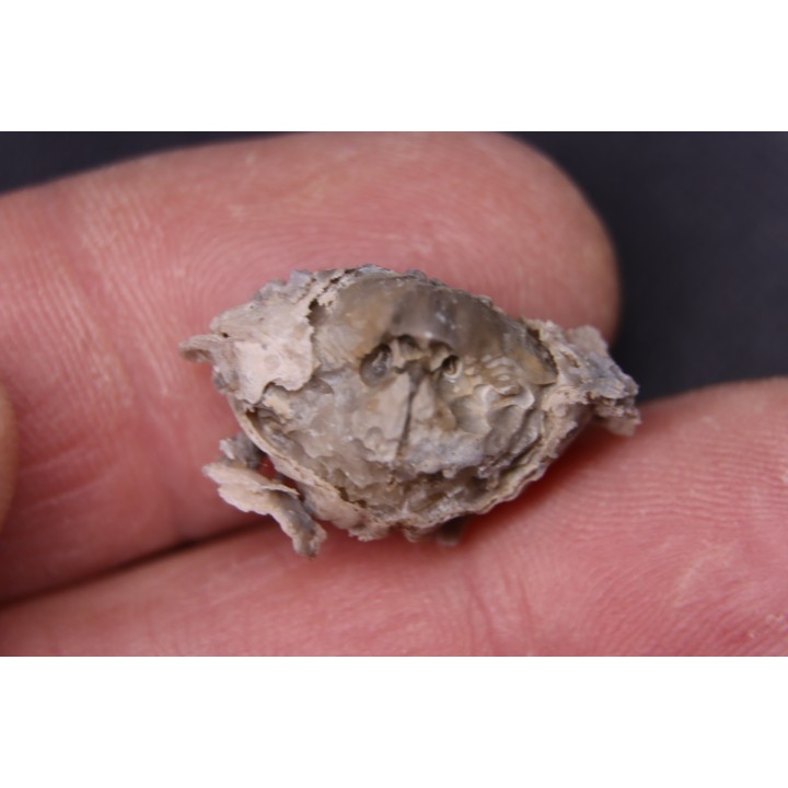 BRACHIOPODE  STENOCISMA RENODE  Permian  Word Formation  Glass Mountains, Texas, USA