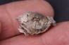 BRACHIOPODE STENOCISMA RENODE Permien Word Formation Glass Mountains, Texas, USA
