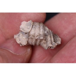 BRACHIOPODE  STENOCISMA RENODE  Permian  Word Formation  Glass Mountains, Texas, USA