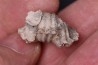 BRACHIOPODE STENOCISMA RENODE Permien Word Formation Glass Mountains, Texas, USA