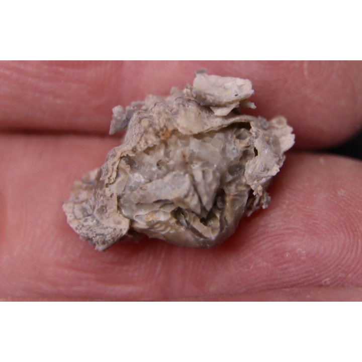 BRACHIOPODE  STENOCISMA RENODE  Permien  Word Formation  Glass Mountains, Texas, USA
