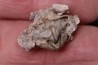 BRACHIOPODE STENOCISMA RENODE Permian Word Formation Glass Mountains, Texas, USA