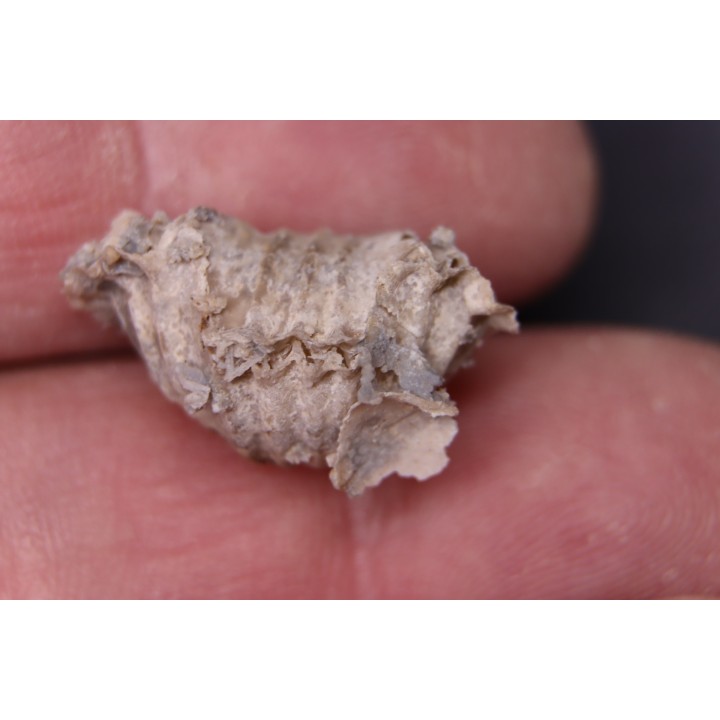 BRACHIOPODE  STENOCISMA RENODE  Permian  Word Formation  Glass Mountains, Texas, USA