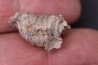 BRACHIOPODE STENOCISMA RENODE Permian Word Formation Glass Mountains, Texas, USA