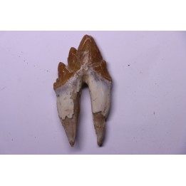 Platyosphys aithai - Barthonian  -  Gueran, western sahara