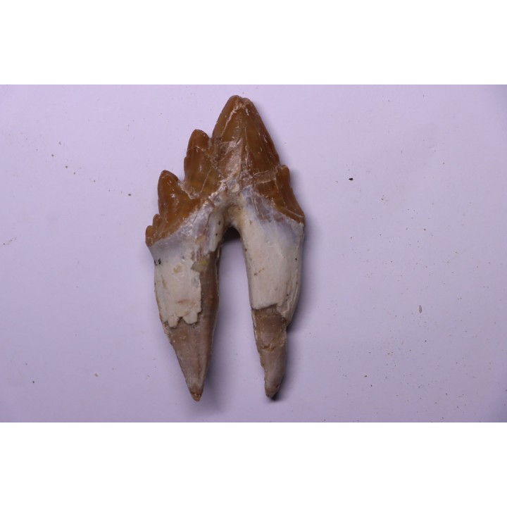 Platyosphys aithai - Barthonian  -  Gueran, western sahara