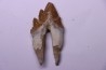 Platyosphys aithai - Barthonian  -  Gueran, western sahara
