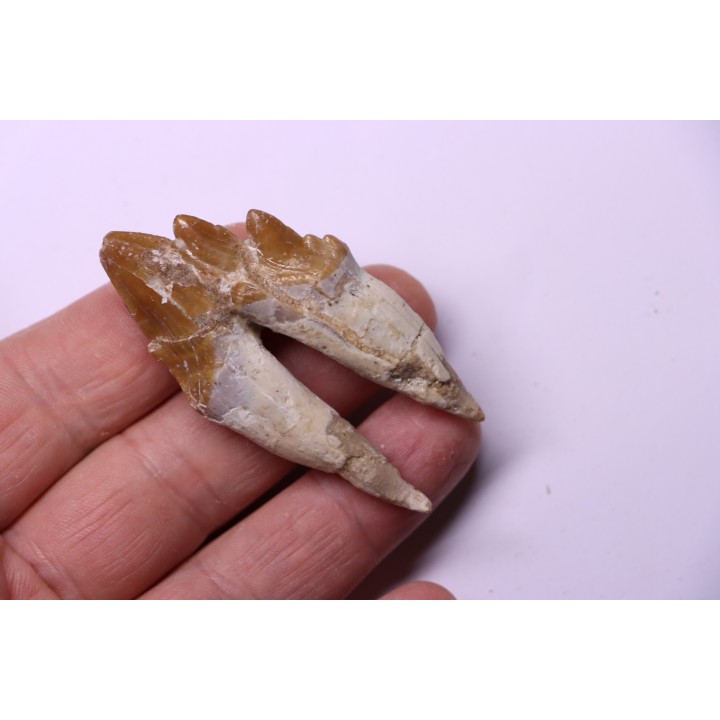 Platyosphys aithai - Barthonian  -  Gueran, western sahara