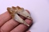 Platyosphys aithai - Barthonian  -  Gueran, western sahara