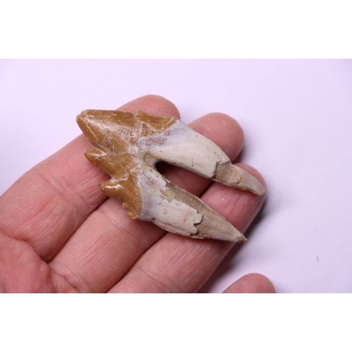 Platyosphys aithai - Barthonien - Gueran, Maroc
