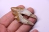 Platyosphys aithai - Barthonian  -  Gueran, western sahara