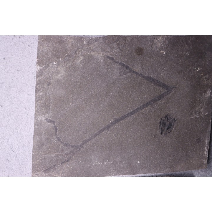 very rare PLACODERME: Microbrachius and Psilophyton sp. - Middle Devonian - old red sandstone Fmt - Orkney, Scotland