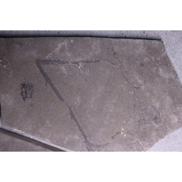 PLACODERME:  Microbrachius et plante: Psilophyton sp. Dévonien moyen -"old red sandstone Fmt"-  Orkney, Scotland