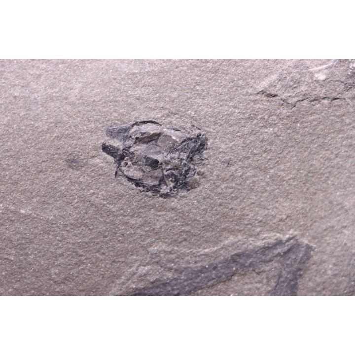 PLACODERME:  Microbrachius et plante: Psilophyton sp. Dévonien moyen -"old red sandstone Fmt"-  Orkney, Scotland