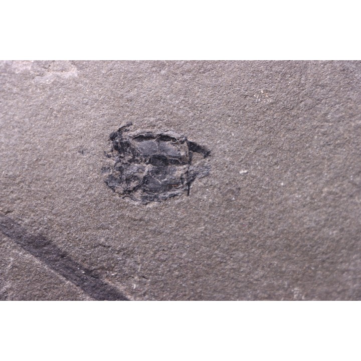 very rare PLACODERME: Microbrachius and Psilophyton sp. - Middle Devonian - old red sandstone Fmt - Orkney, Scotland