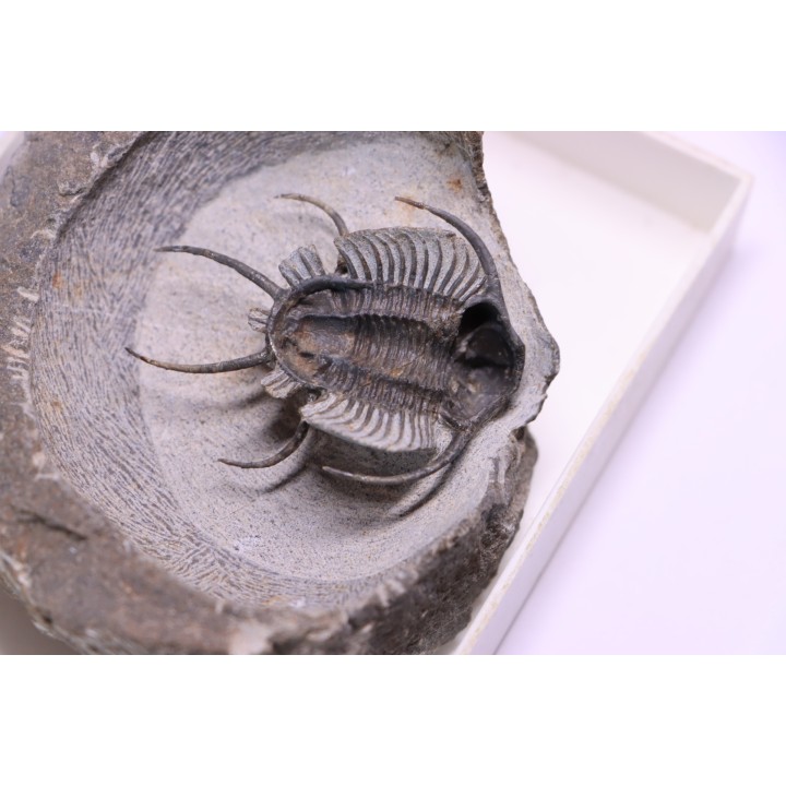 Ceratarges zirengensis  Eifelien  jbel Oufatene, MAROC