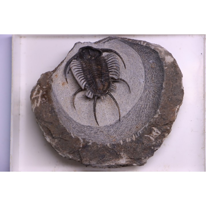 Ceratarges zirengensis  Eifelien  jbel Oufatene, MAROC