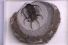 Ceratarges zirengensis  Eifelien  jbel Oufatene, MAROC