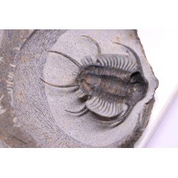 Ceratarges zirengensis  Eifelien  jbel Oufatene, MAROC