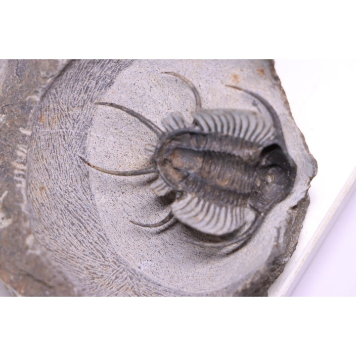 Ceratarges zirengensis  Eifelien  jbel Oufatene, MAROC