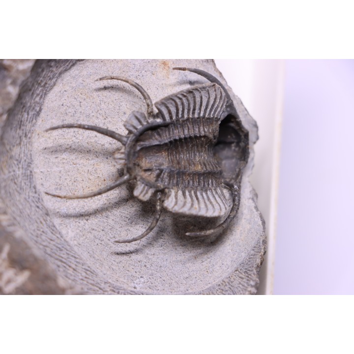 Ceratarges zirengensis  Eifelien  jbel Oufatene, MAROC