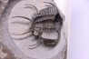Ceratarges zirengensis  Eifelien  jbel Oufatene, MAROC