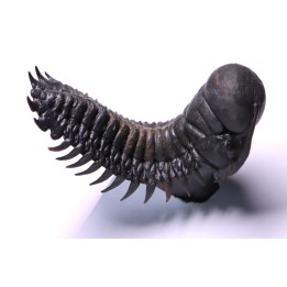 CROTALOCEPHALUS GIBBUS - Praguien - Foum Zguid, Maroc