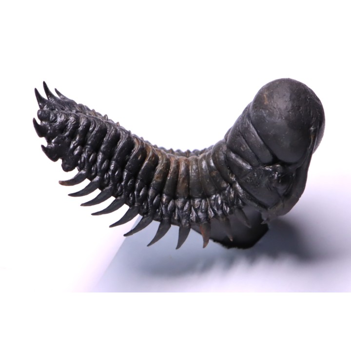 CROTALOCEPHALUS GIBBUS - Praguien - Foum Zguid, Maroc