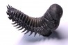 CROTALOCEPHALUS GIBBUS - Praguien - Foum Zguid, Maroc