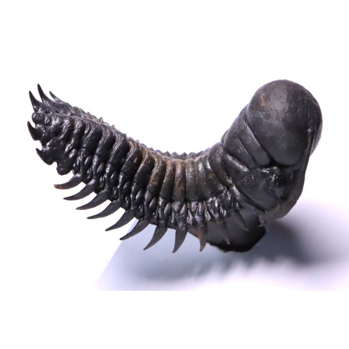 CROTALOCEPHALUS GIBBUS - Praguien - Foum Zguid, Maroc
