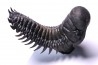 CROTALOCEPHALUS GIBBUS - Praguien - Foum Zguid, Maroc