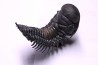 CROTALOCEPHALUS GIBBUS - Praguien - Foum Zguid, Maroc