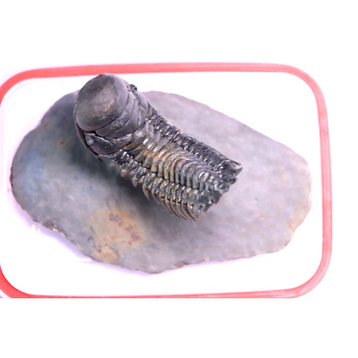 CROTALOCEPHALUS GIBBUS - Praguien - Foum Zguid, Maroc