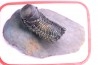 CROTALOCEPHALUS GIBBUS - Praguien - Foum Zguid, Maroc