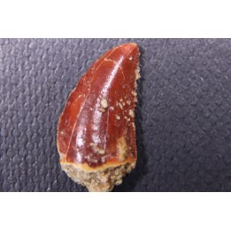 dinosaur tooth DELTADROMEUS AGILIS