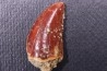 dinosaur tooth DELTADROMEUS AGILIS