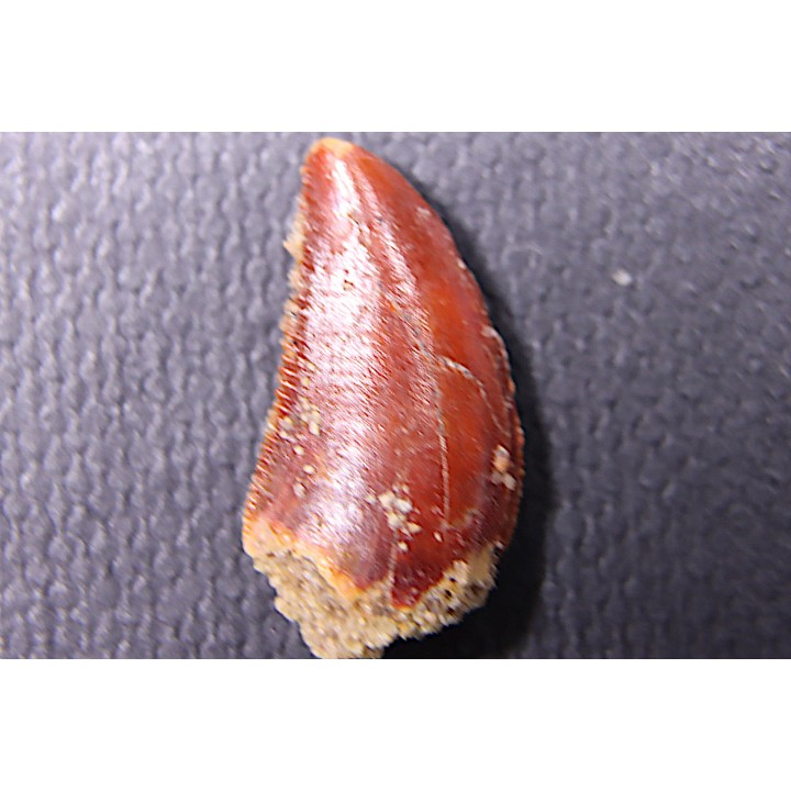 dinosaur tooth DELTADROMEUS AGILIS