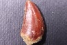 dinosaur tooth DELTADROMEUS AGILIS