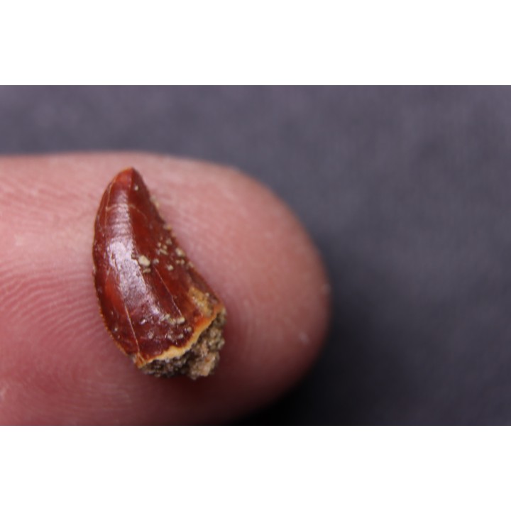 dinosaur tooth DELTADROMEUS AGILIS
