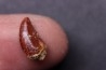 dinosaur tooth DELTADROMEUS AGILIS